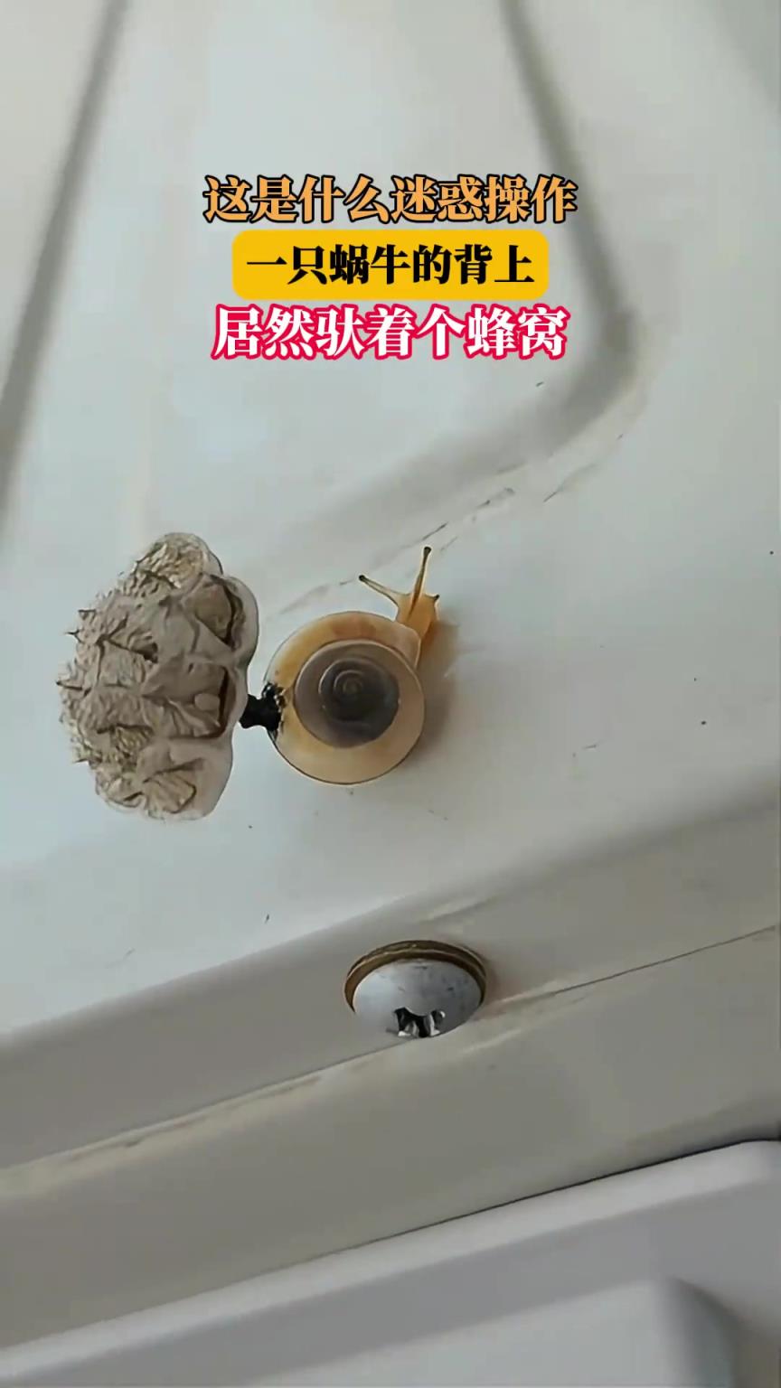 这是什么迷惑操作？一只蜗牛的背上，居然驮着个蜂窝！