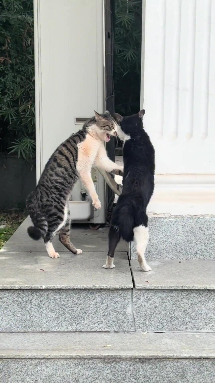 两只猫：人有点多下次再打吧