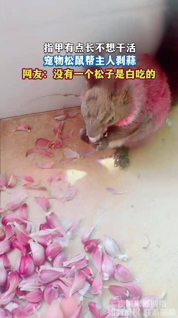 指甲有點長不想干活 寵物松鼠幫主人剝蒜