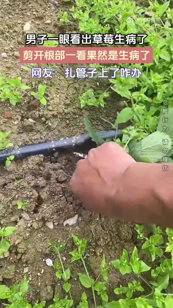 男子一眼看出草莓生病了 剪開根部一看果然是生病了