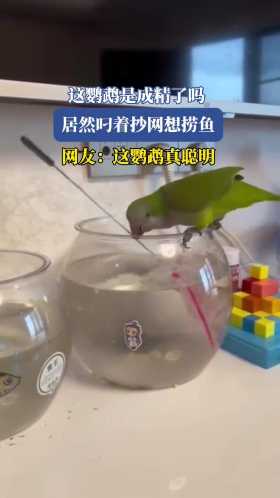这鹦鹉是成精了吗，居然叼着抄网想捞鱼