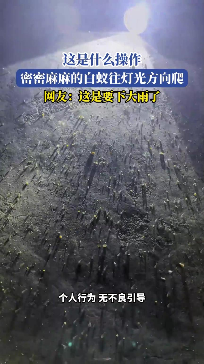 密密麻麻的白蚁往灯光方向爬，网友：这是要下大雨了