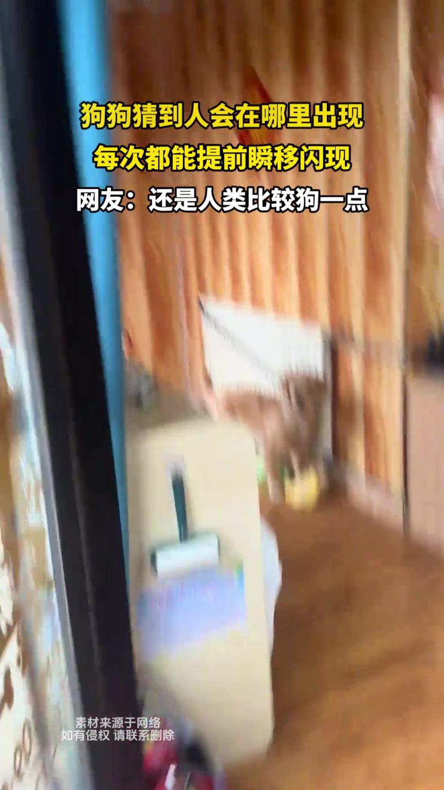 狗狗猜到人會在哪里出現，每次都能提前瞬移閃現