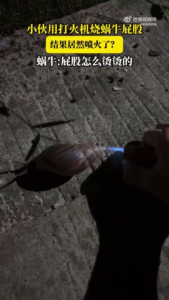 小伙用打火機燒蝸牛屁股，結(jié)果居然噴火了？蝸牛屁股怎么燙燙的！