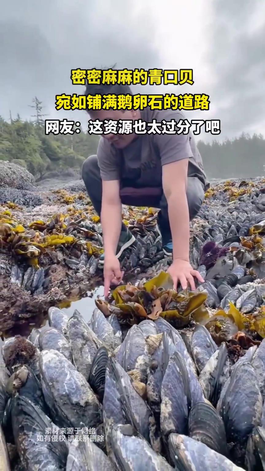 密密麻麻的青口貝，宛如鋪滿鵝卵石的道路