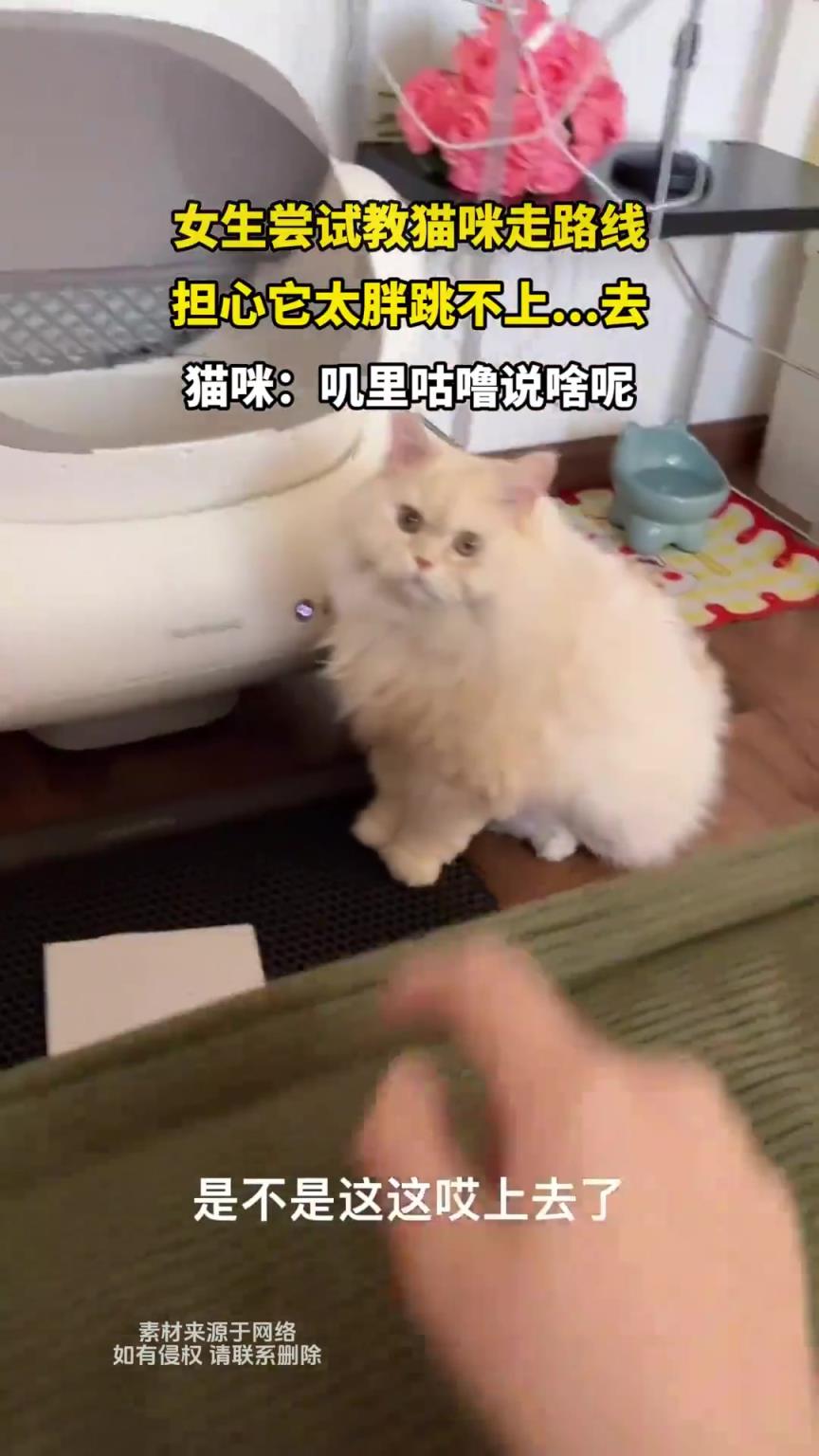女生嘗試教貓咪走路線，擔心它太胖跳不上去