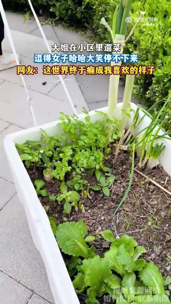 大姐小區遛菜逗樂女子，網友調侃世界 “變癲”