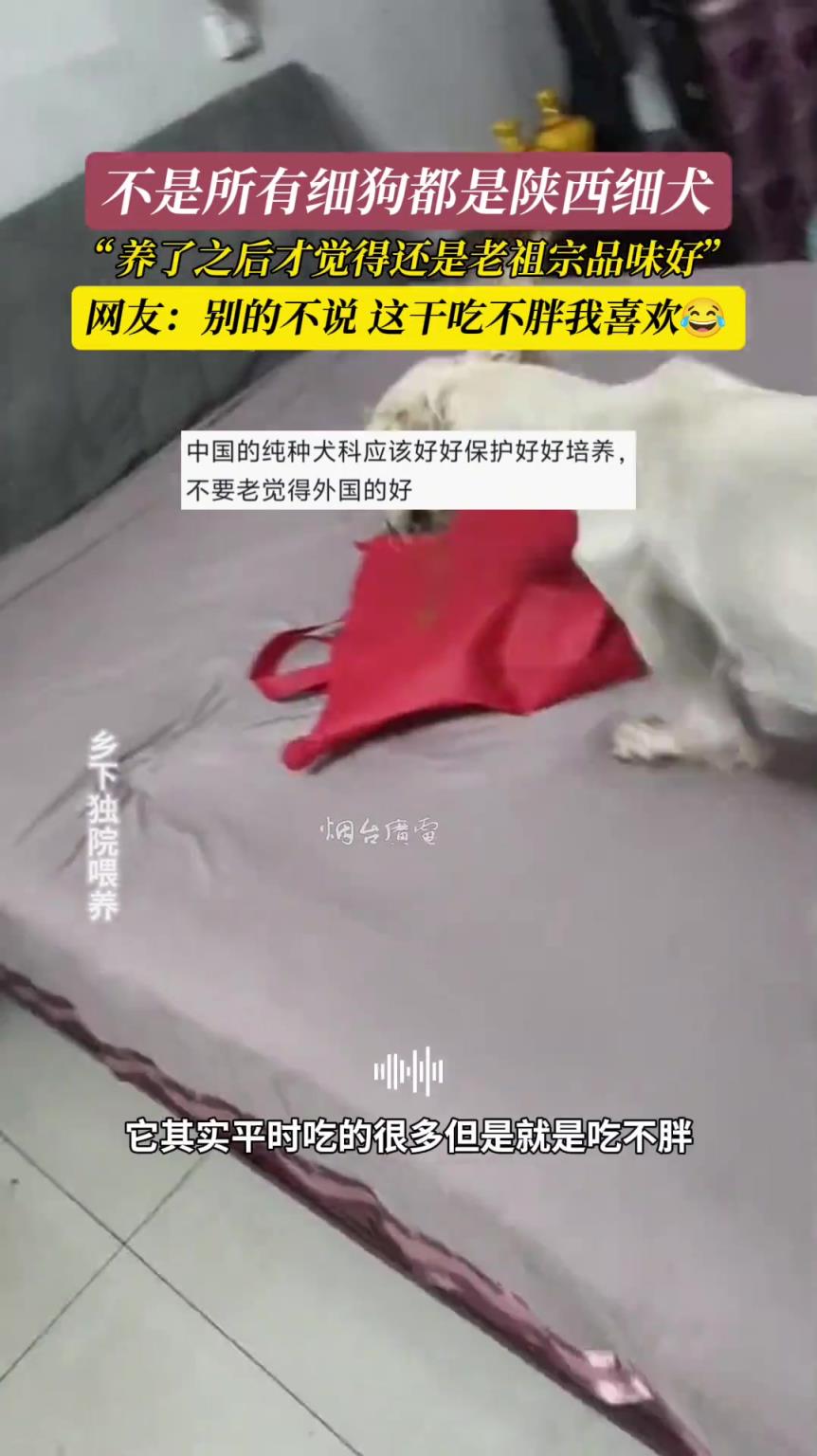 不是所有细狗都是陕西细犬，别的不说，就喜欢它这干吃不胖的体质