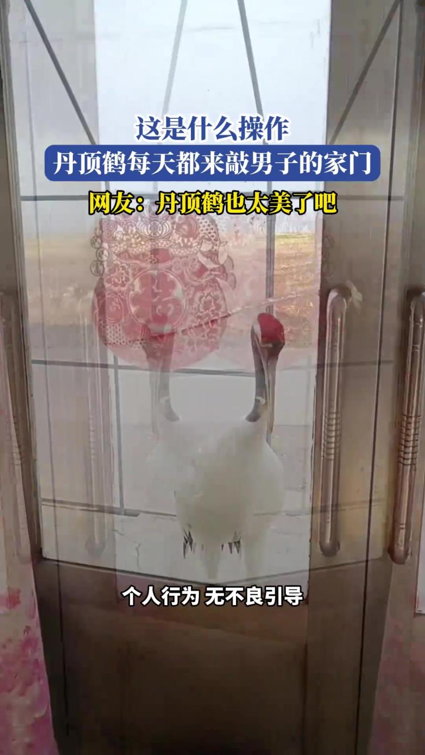 丹顶鹤每天都来敲男子的家门，网友：丹顶鹤也太美了吧