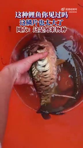 這種鯉魚你見過嗎 這鱗片也太大了