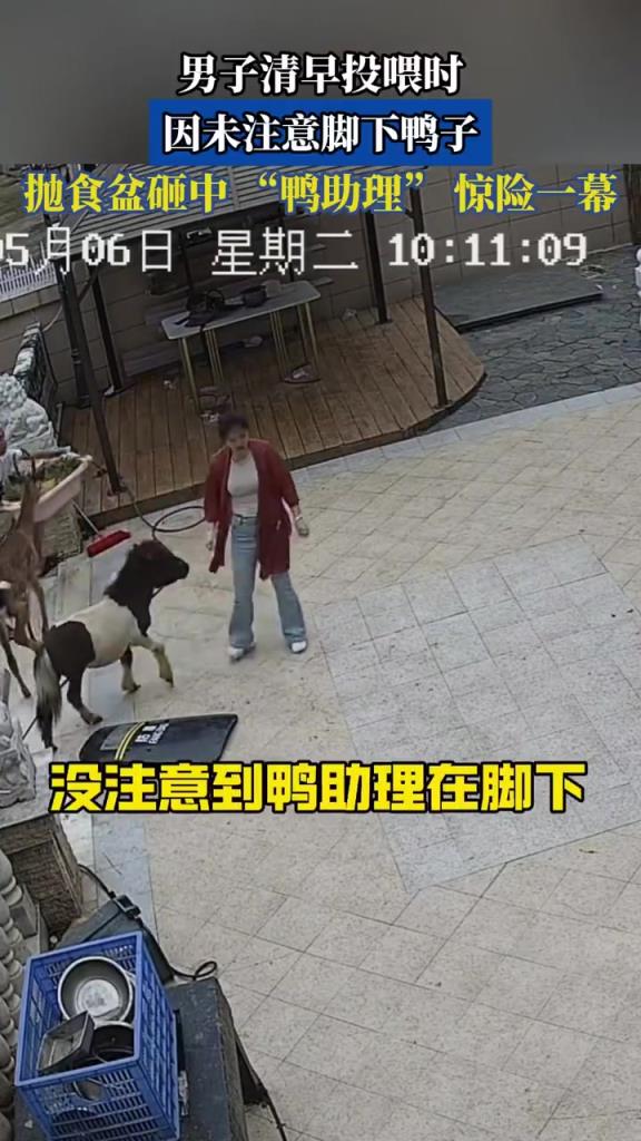 男子投喂不慎砸中鸭子，上演惊险瞬间