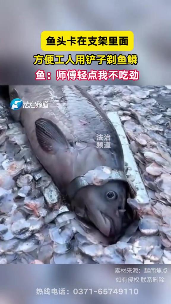 魚頭卡在支架里面，方便工人用鏟子剃魚鱗