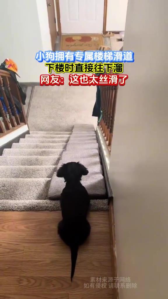 小狗專屬滑道下樓，網(wǎng)友贊絲滑