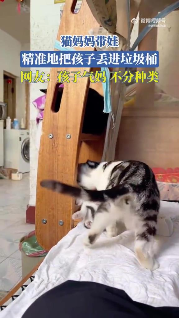貓媽媽帶娃 精準(zhǔn)地把孩子丟進(jìn)垃圾桶