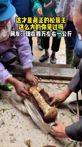 這才是真正的松茸王 這么大的你見過嗎