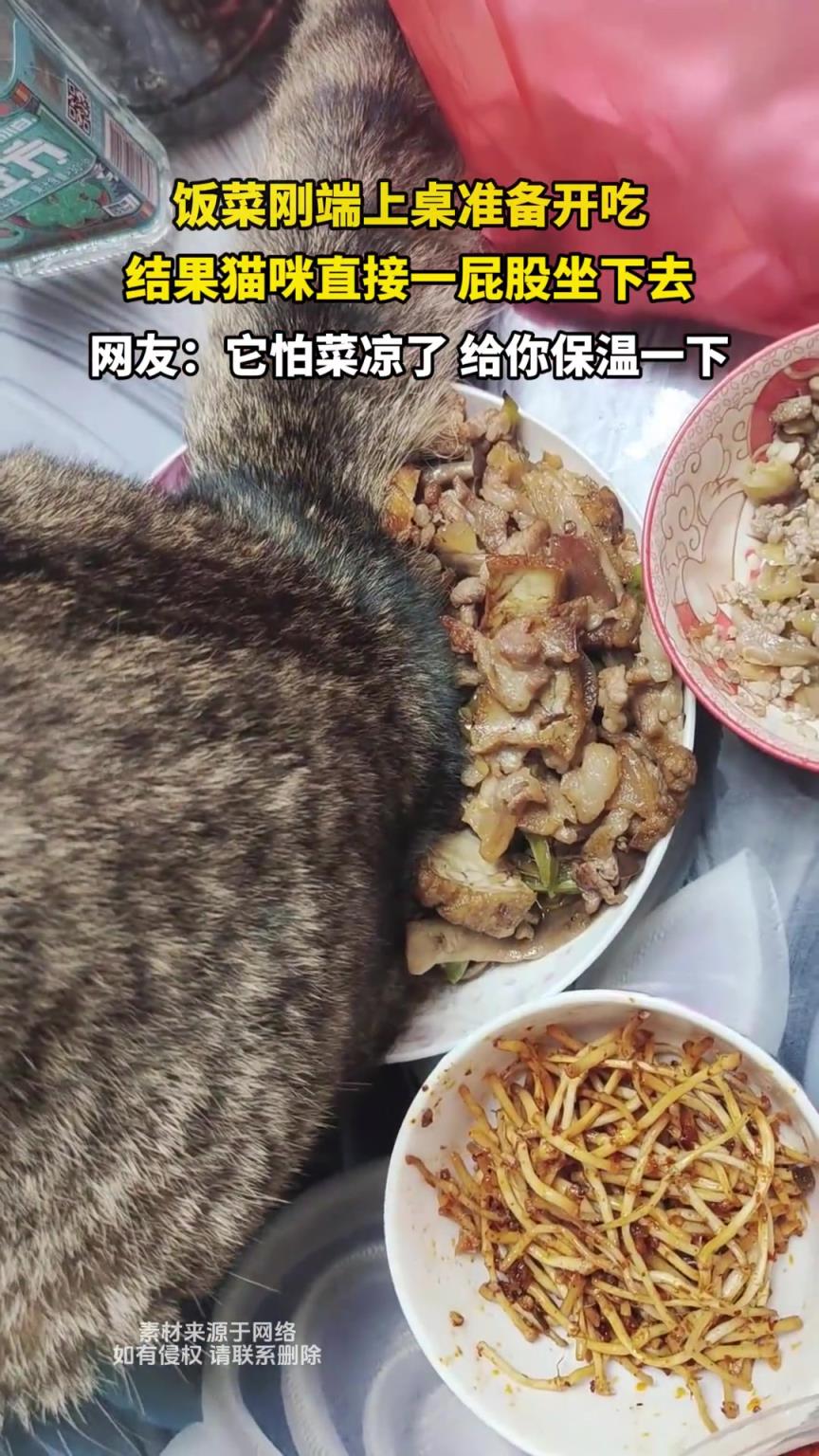 飯菜剛端上桌準備開吃，結果貓咪直接一屁股坐下去