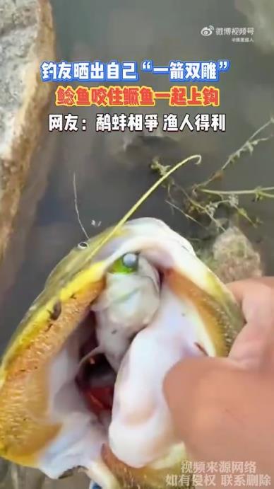 釣友曬“一箭雙雕”：鯰魚咬住鱖魚一同上鉤