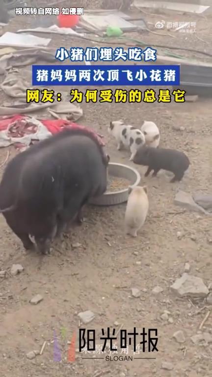 小猪埋头吃食，猪妈妈两次顶飞小花猪