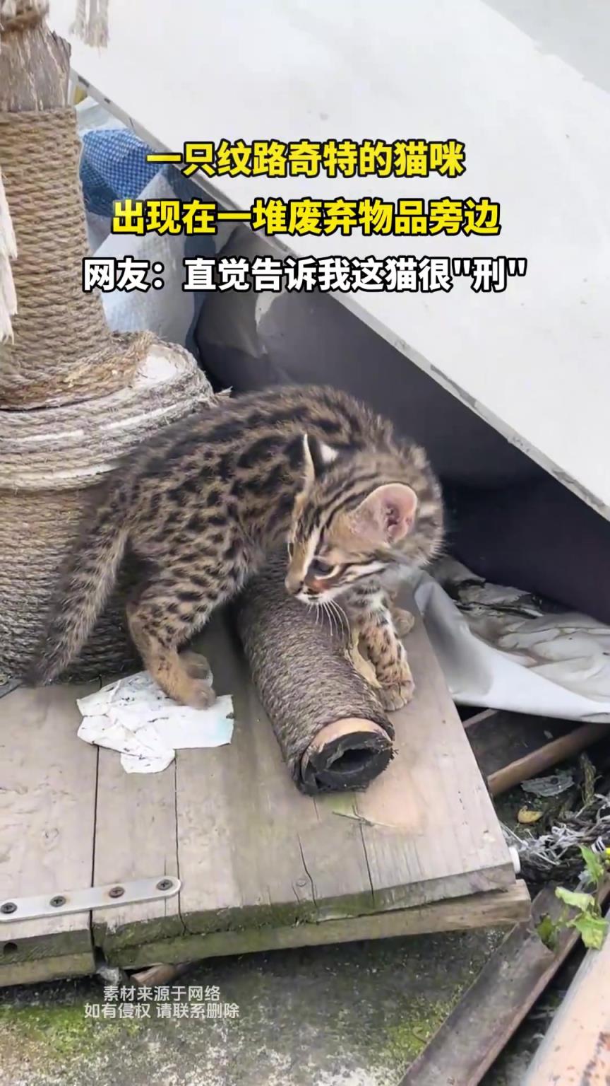 一只紋路奇特的貓咪，出現(xiàn)在一堆廢棄物品旁邊