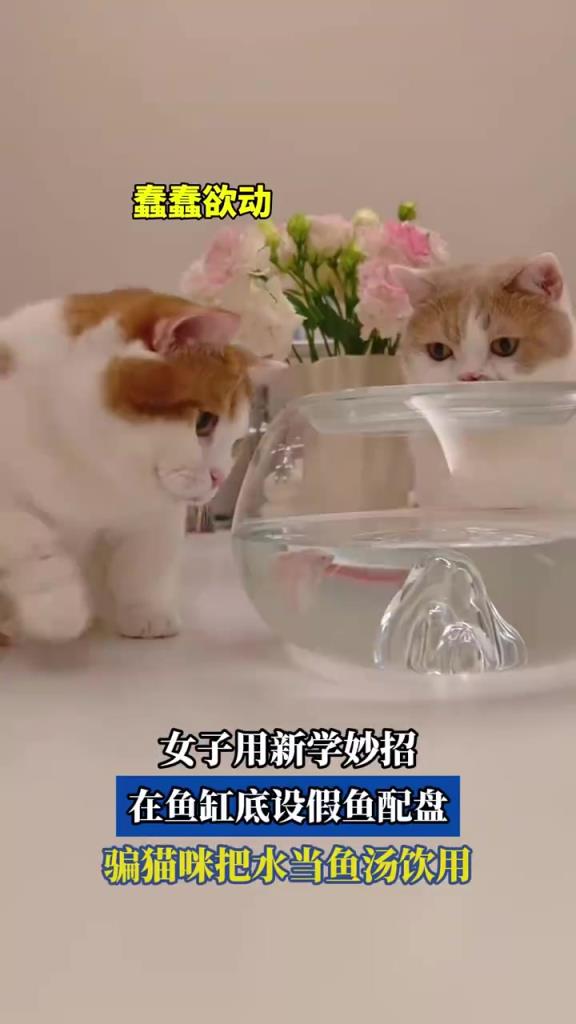 女子設(shè)假魚騙貓咪喝魚缸水，妙招引關(guān)注