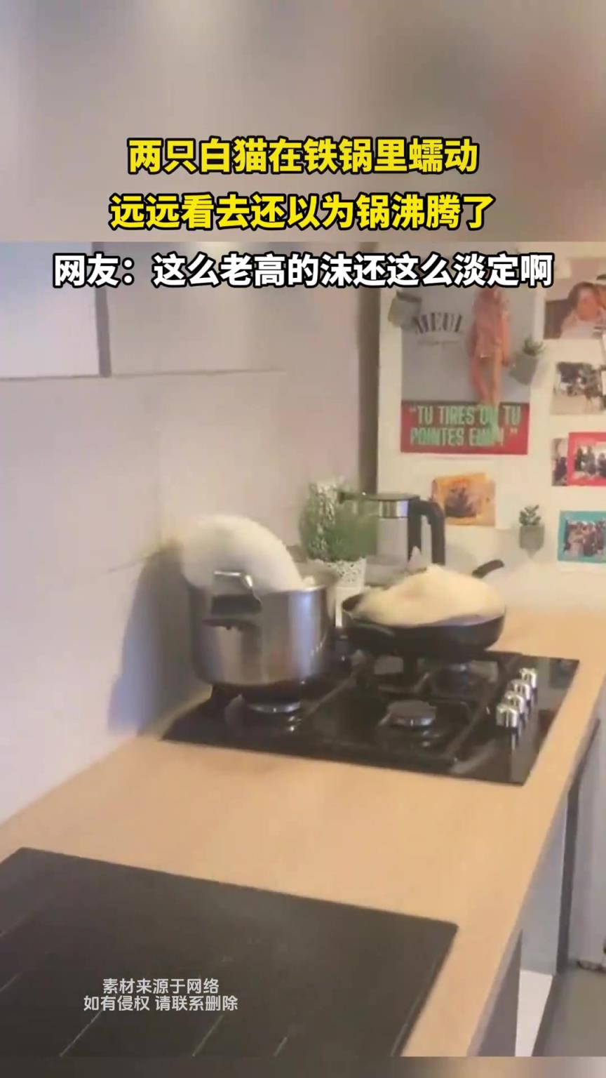兩只白貓在鐵鍋里蠕動，遠(yuǎn)遠(yuǎn)看去還以為鍋沸騰了