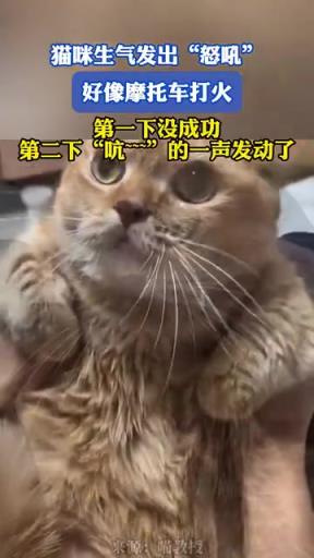 耄耋！哈基米哈氣了！