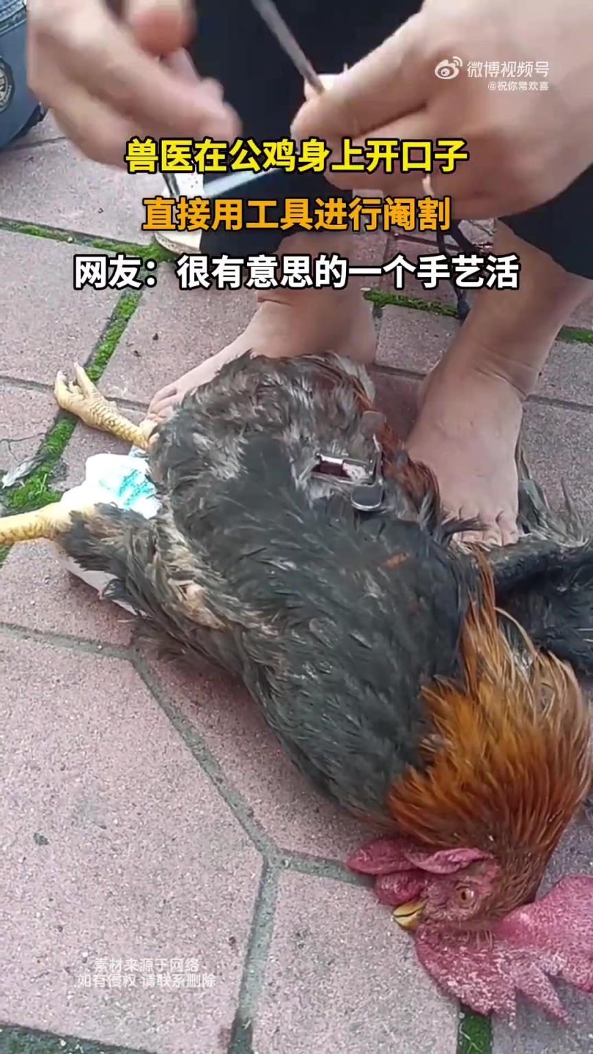 獸醫(yī)為公雞開口，使用工具直接進(jìn)行閹割