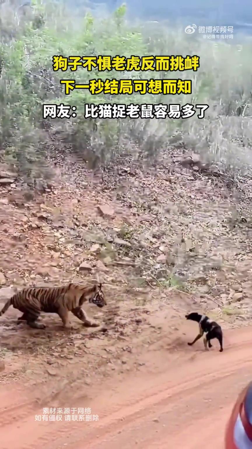 狗子不懼老虎反而挑釁，下一秒結(jié)局可想而知