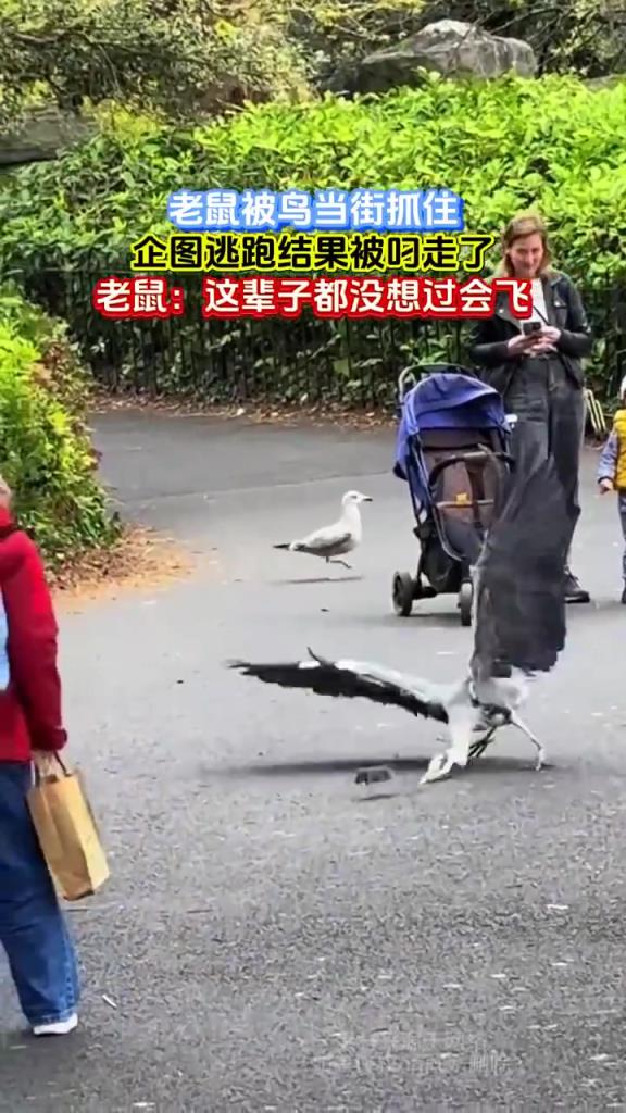 老鼠當(dāng)街被鳥(niǎo)抓，“被迫起飛”