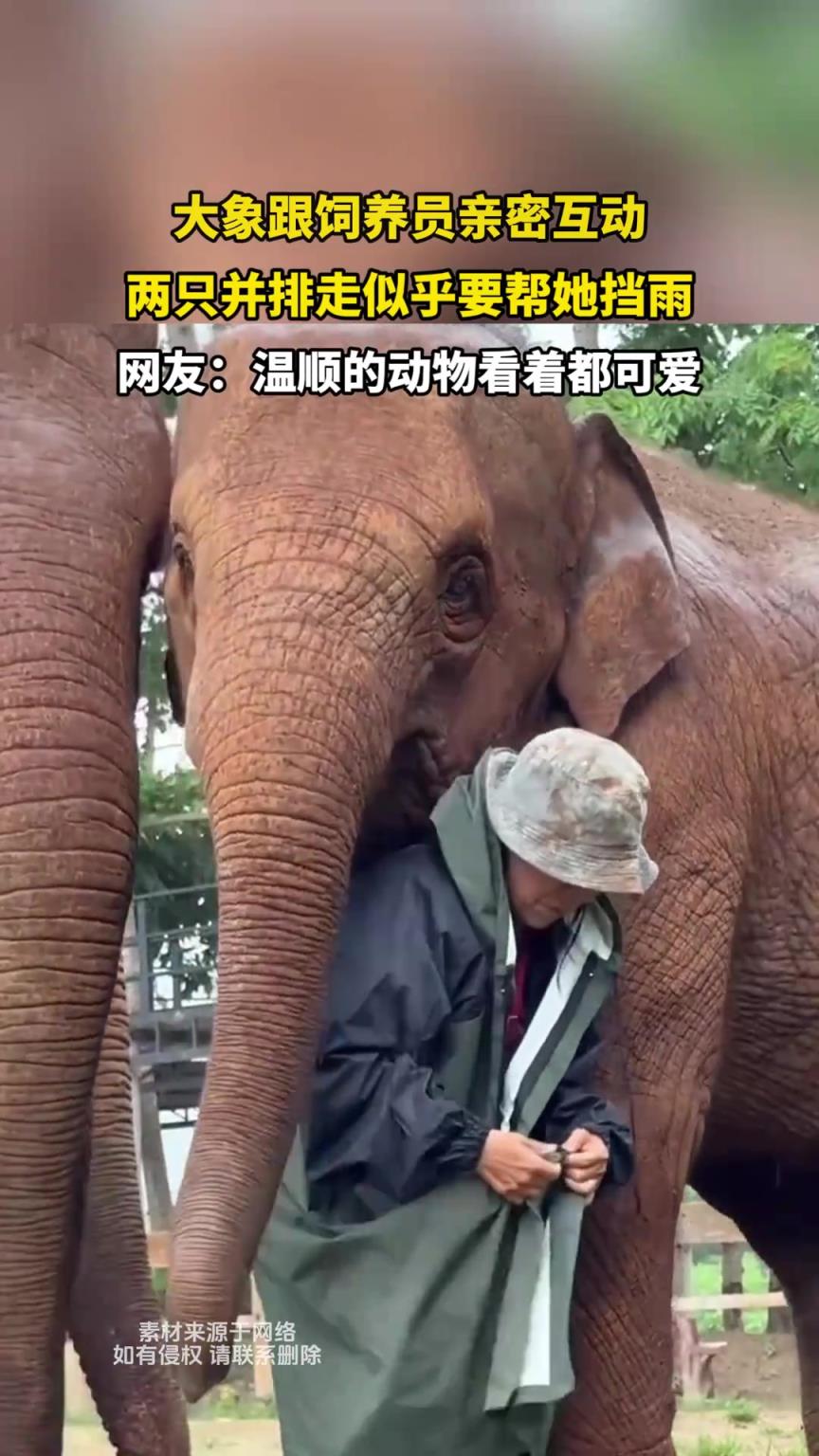 大象跟飼養員親密互動，兩只并排走似乎要幫她擋雨