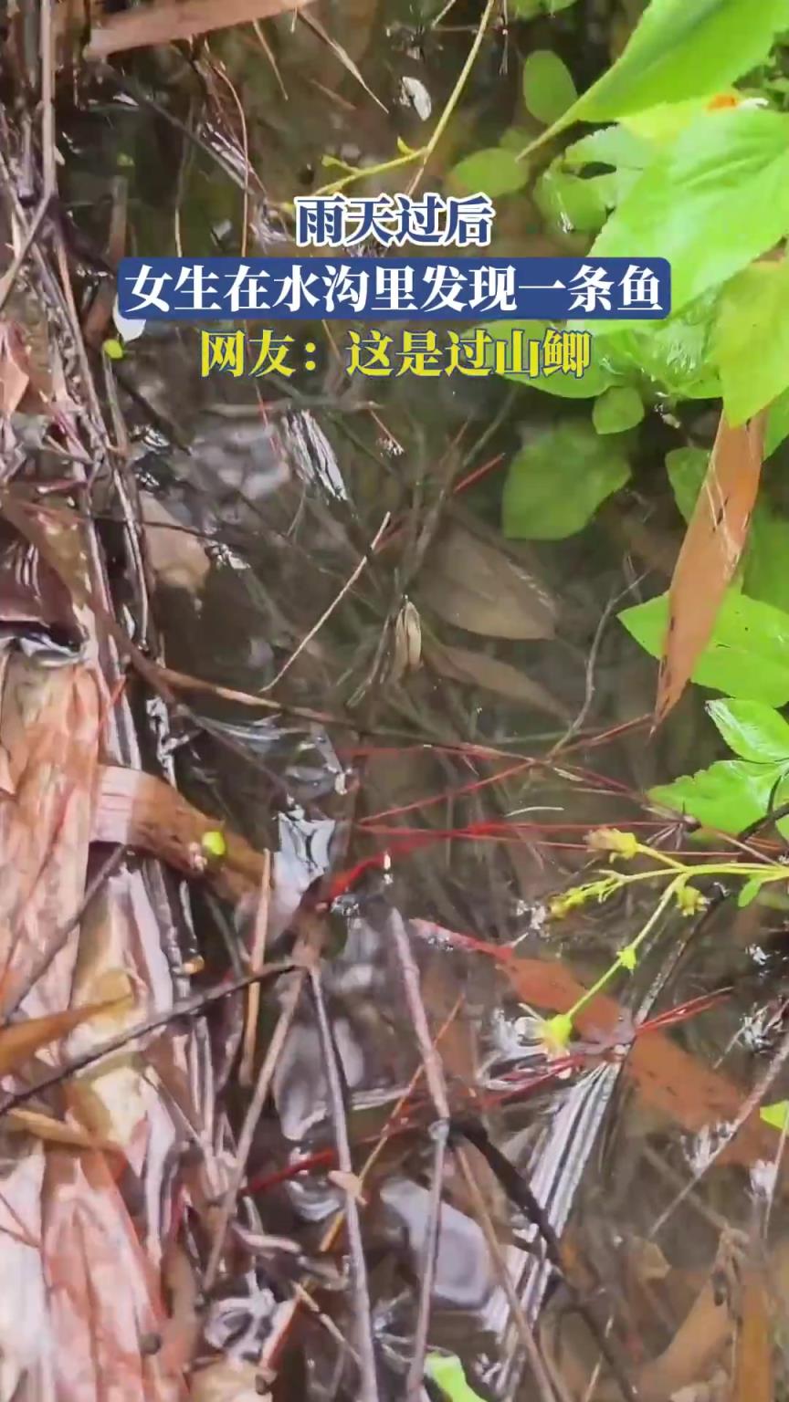 雨天過(guò)后，女生在水溝里發(fā)現(xiàn)一條魚(yú)，網(wǎng)友：這是過(guò)山鯽