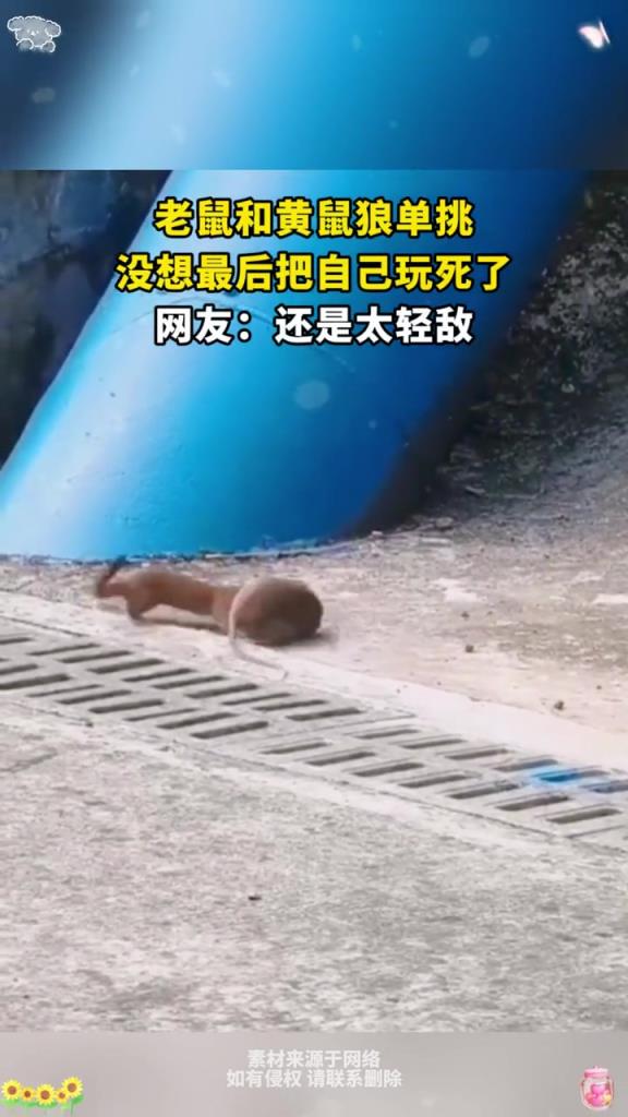 老鼠和黄鼠狼单挑,没想最后把自己玩死了,网友:还是太轻敌!