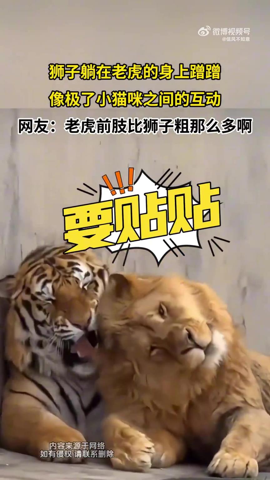 狮子躺老虎身上蹭蹭，似宠物猫般亲昵互动