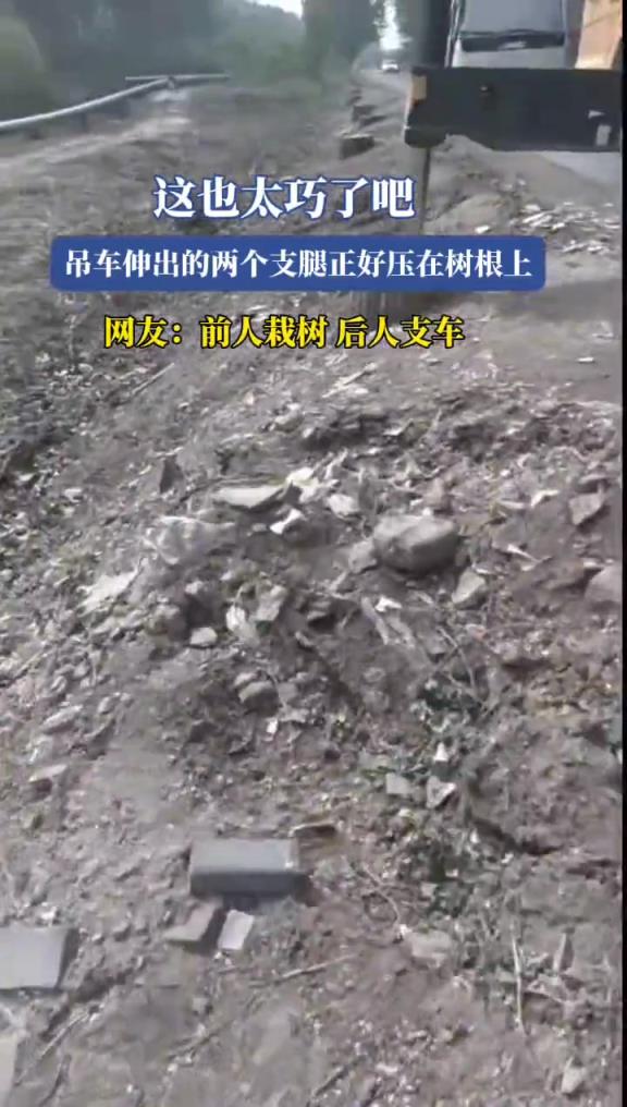 這也太巧了吧,吊車伸出的兩個支腿正好壓在樹根上!!