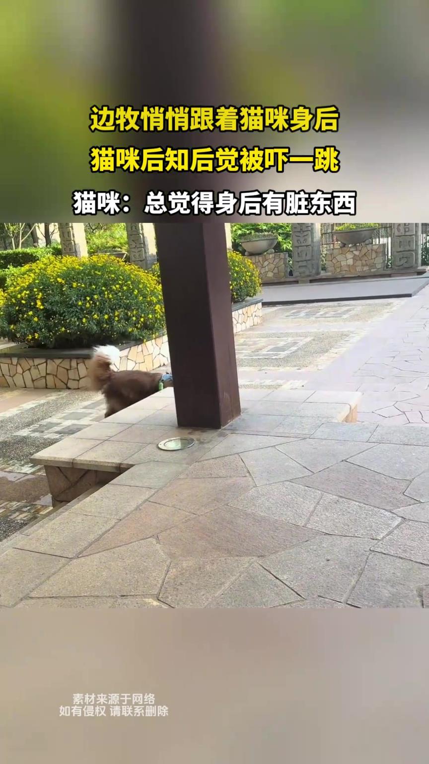 边牧悄悄跟着猫咪身后，猫咪后知后觉被吓一跳