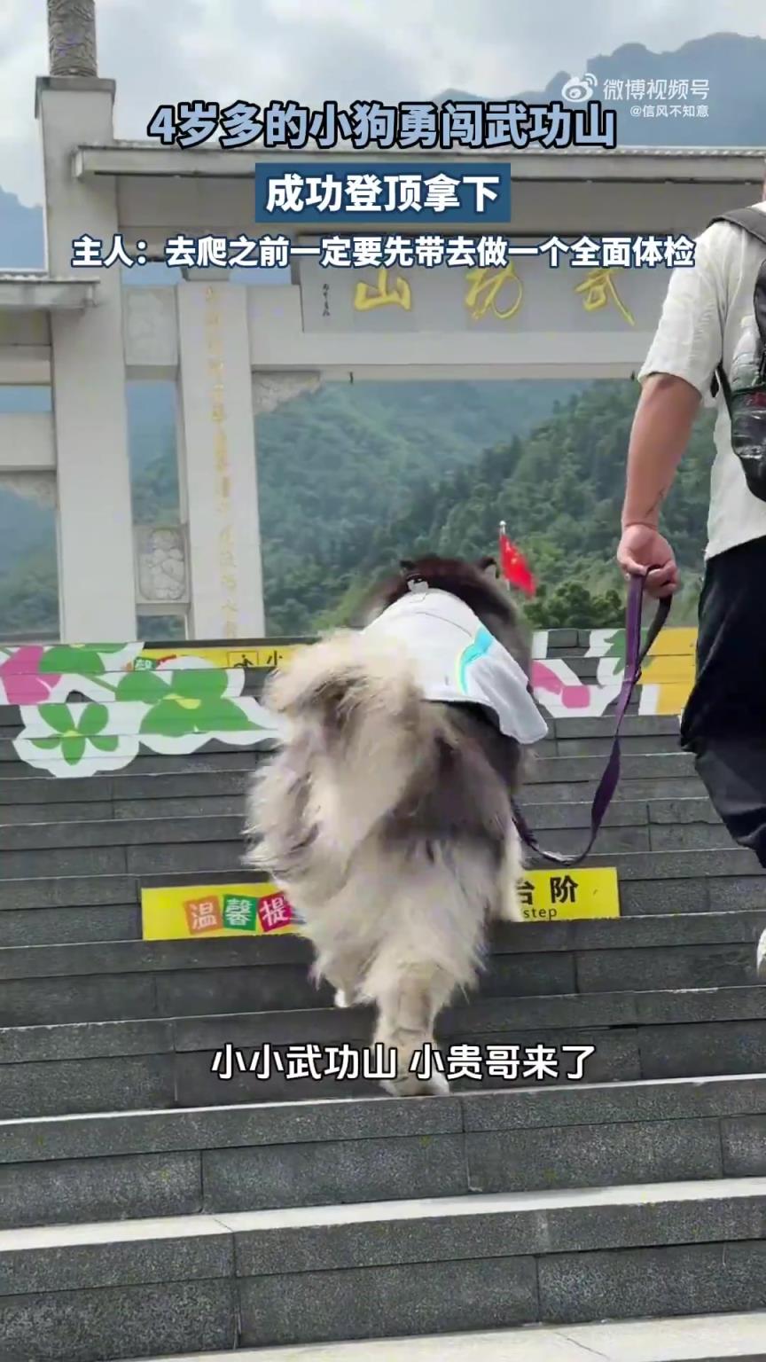 4歲小狗勇闖武功山，成功登頂！