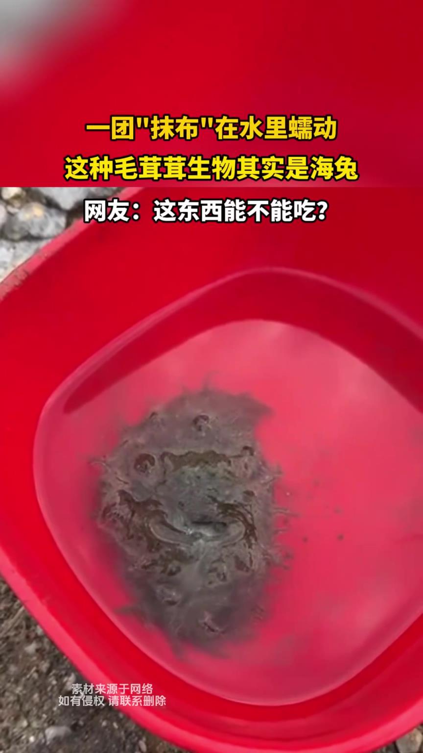 一团抹布在水里蠕动，这种毛茸茸生物其实是海兔
