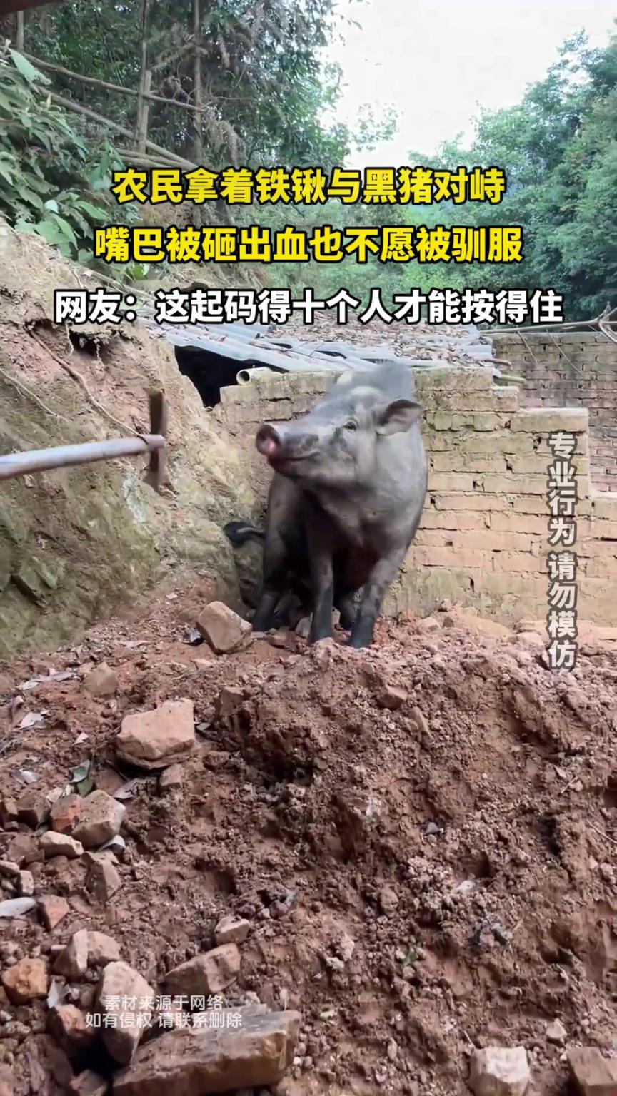 農(nóng)民拿著鐵鍬與黑豬對(duì)峙，嘴巴被砸出血也不愿被馴服