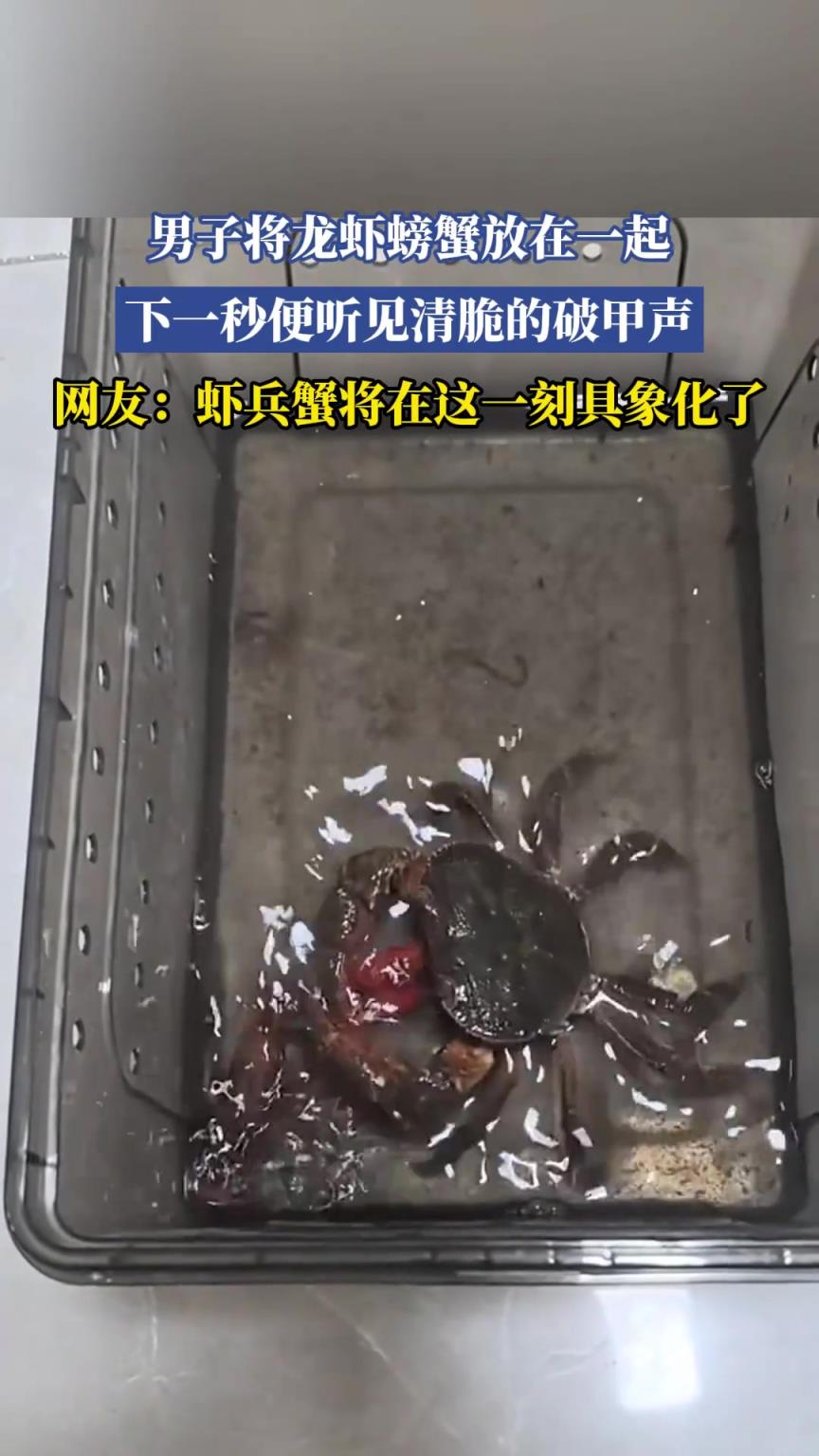 男子将龙虾螃蟹放在一起，下一秒便听见清脆的破甲声