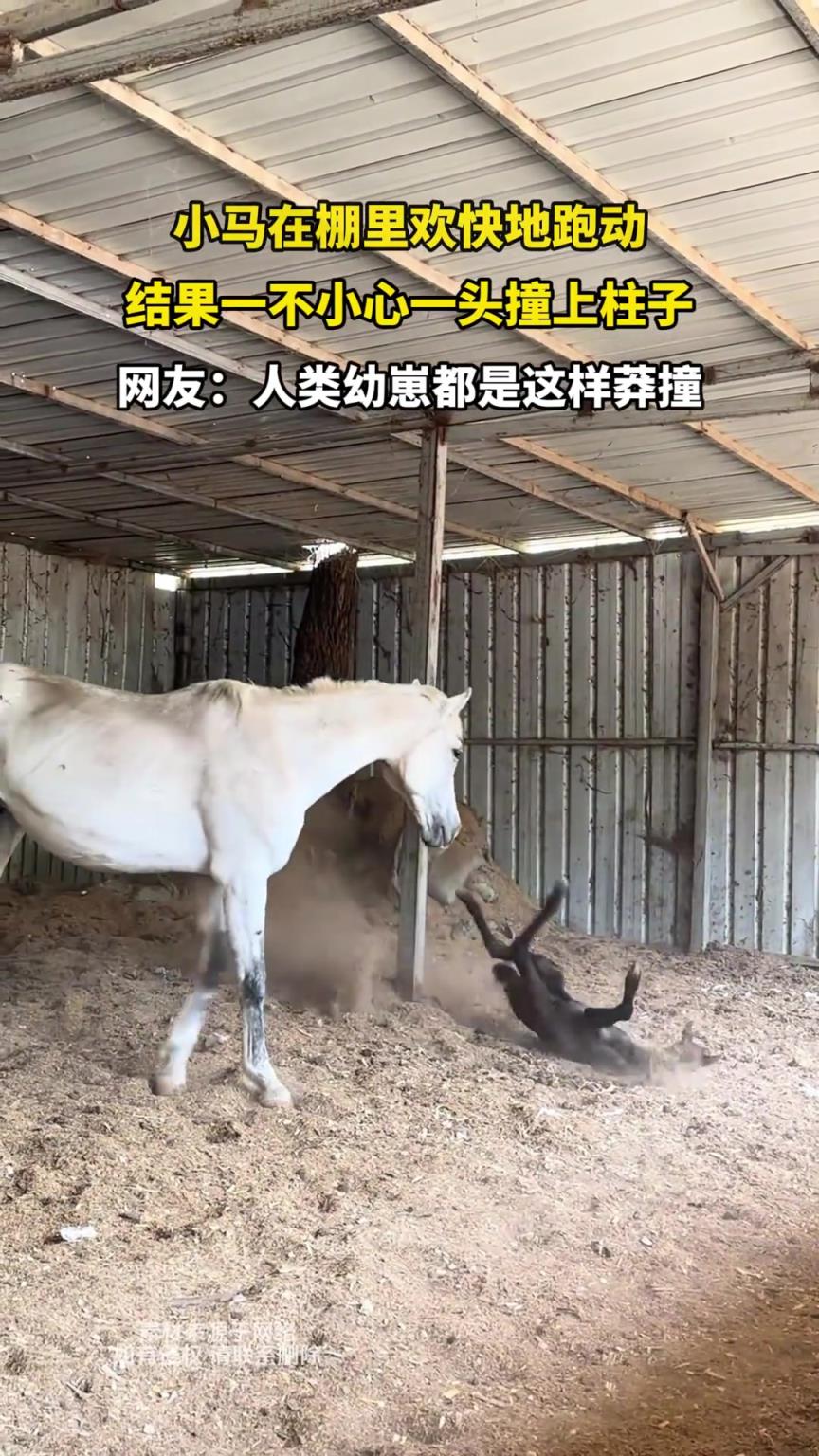 小马在棚里欢快地跑动，结果一不小心一头撞上柱子