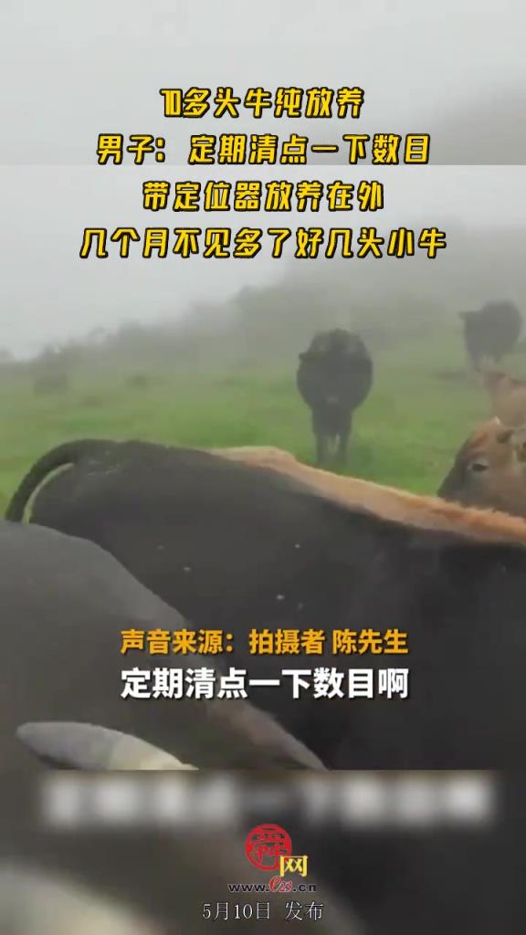 70多頭牛純放養(yǎng)，男子：定期清點一下數(shù)目，帶定位器放養(yǎng)在外