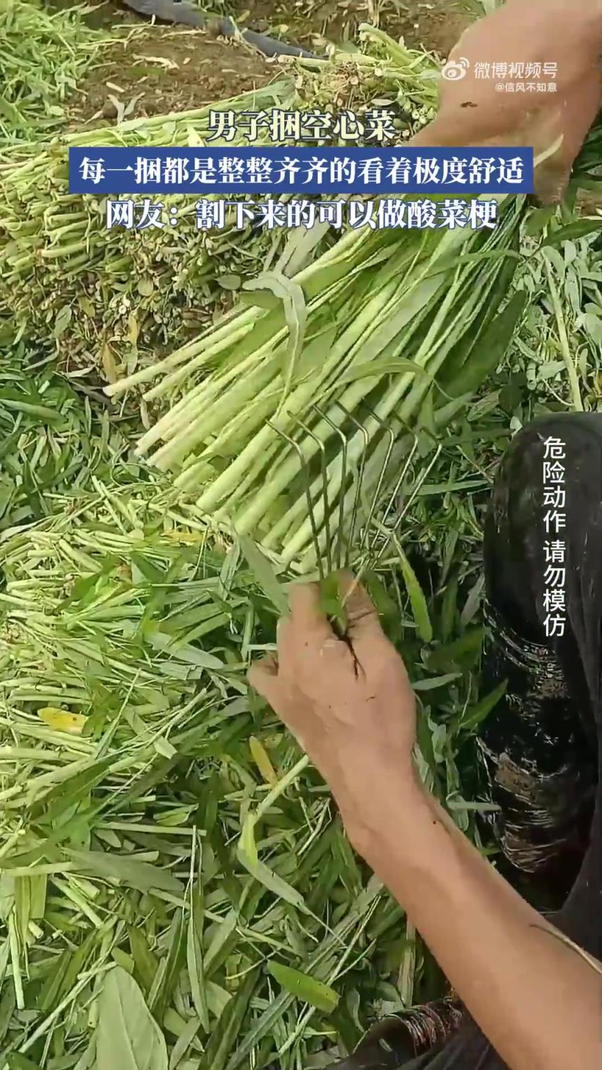 男子捆扎空心菜，捆捆整齊，視覺極度舒適