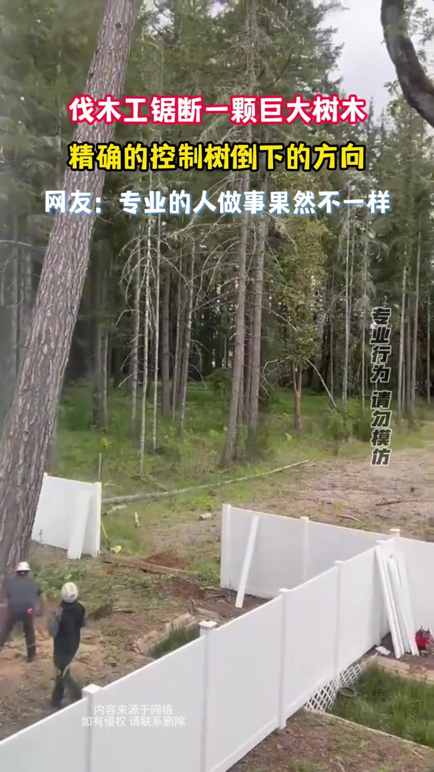 伐木工锯断一颗巨大树木，精确的控制树倒下的方向
