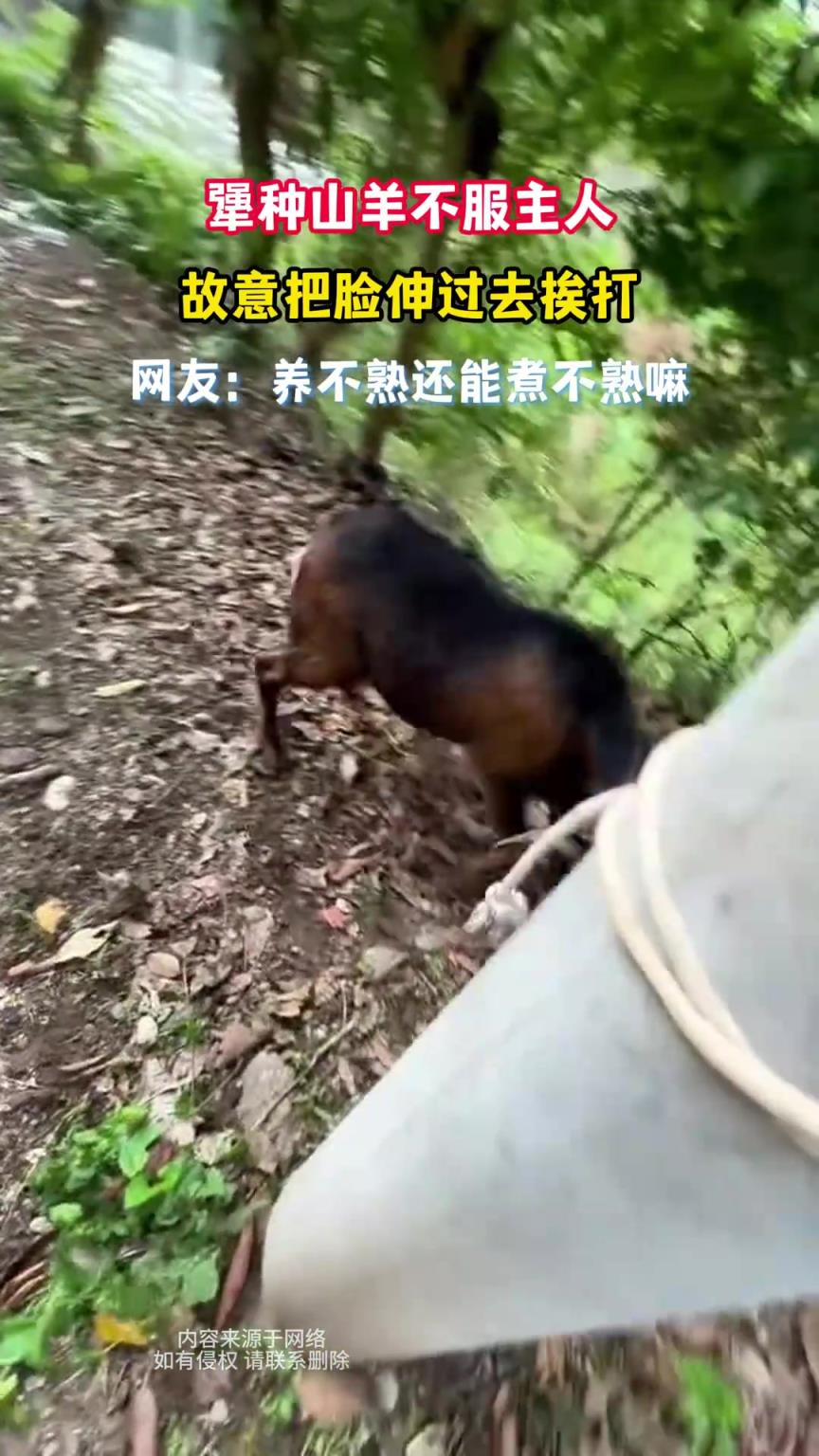 犟种山羊不服主人，故意把脸伸过去挨打