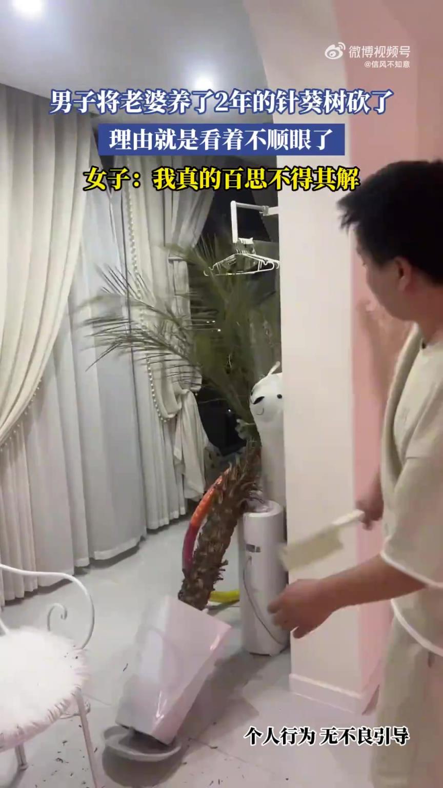 男子砍了老婆養(yǎng)2年的針葵樹，只因看著不順眼