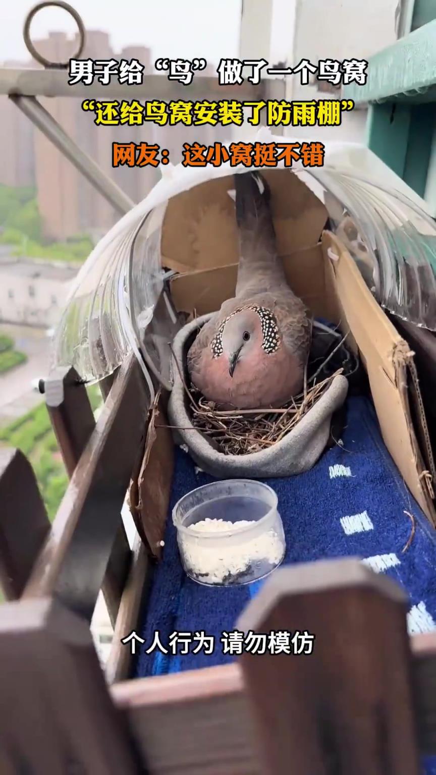 男子給“鳥”做了一個(gè)鳥窩，“還給鳥窩安裝了防雨棚”