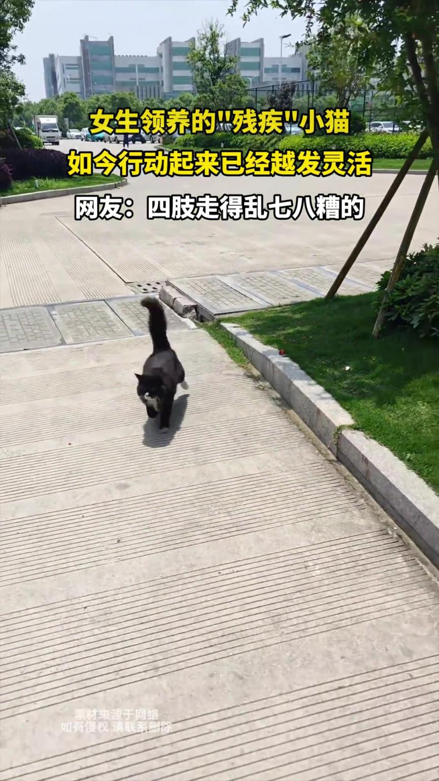 女生領養(yǎng)的殘疾小貓，如今行動已經越發(fā)靈活