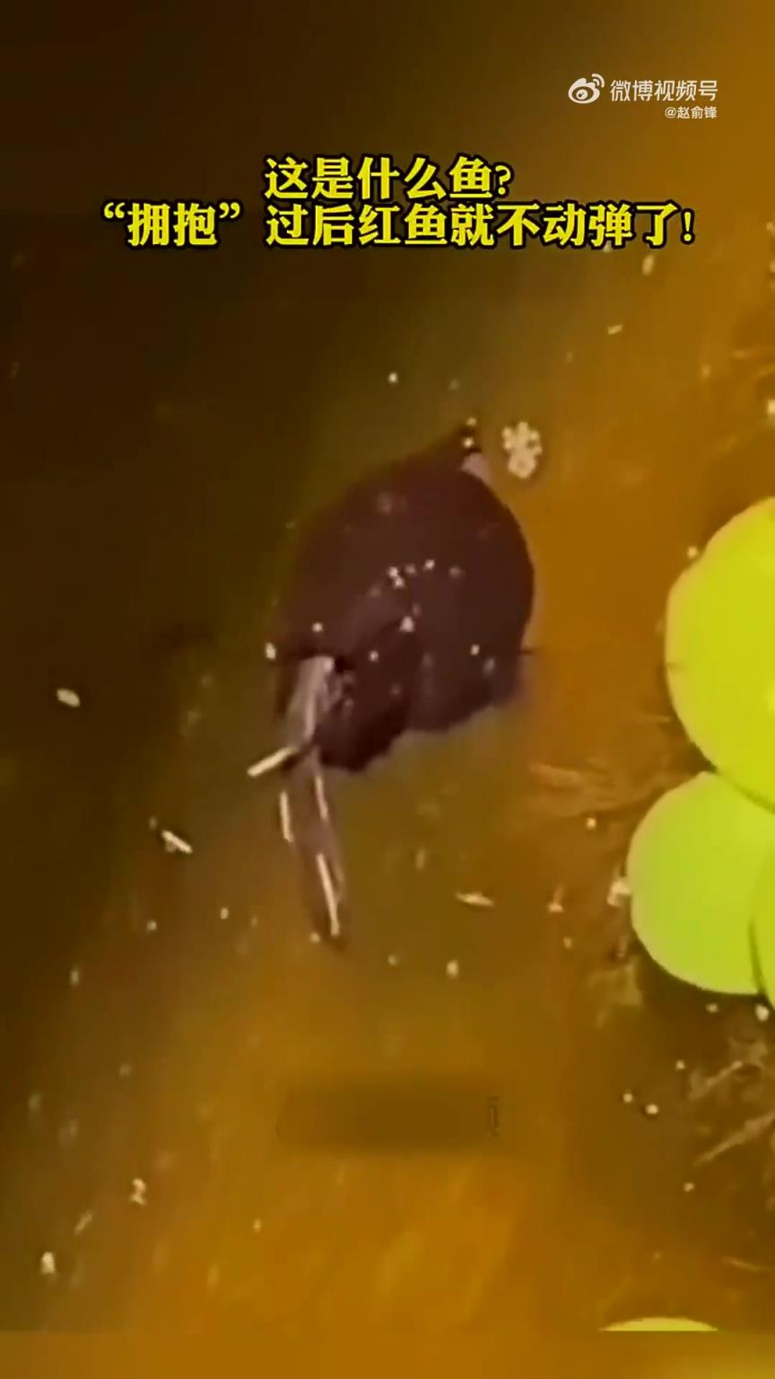這是什么魚？“擁抱”后紅魚便不再動(dòng)彈