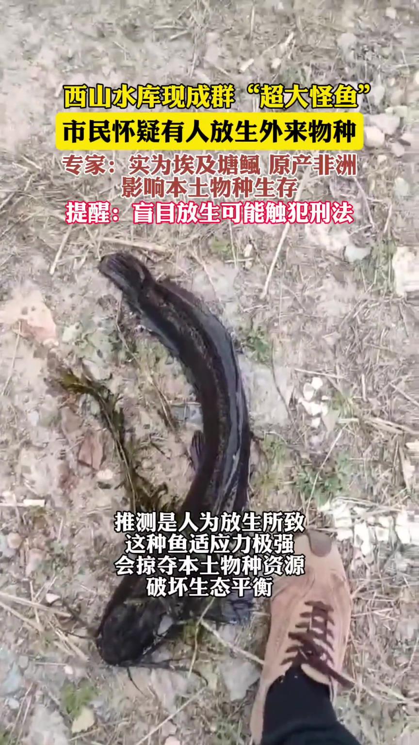 西山水庫現(xiàn)成群“超大怪魚”
