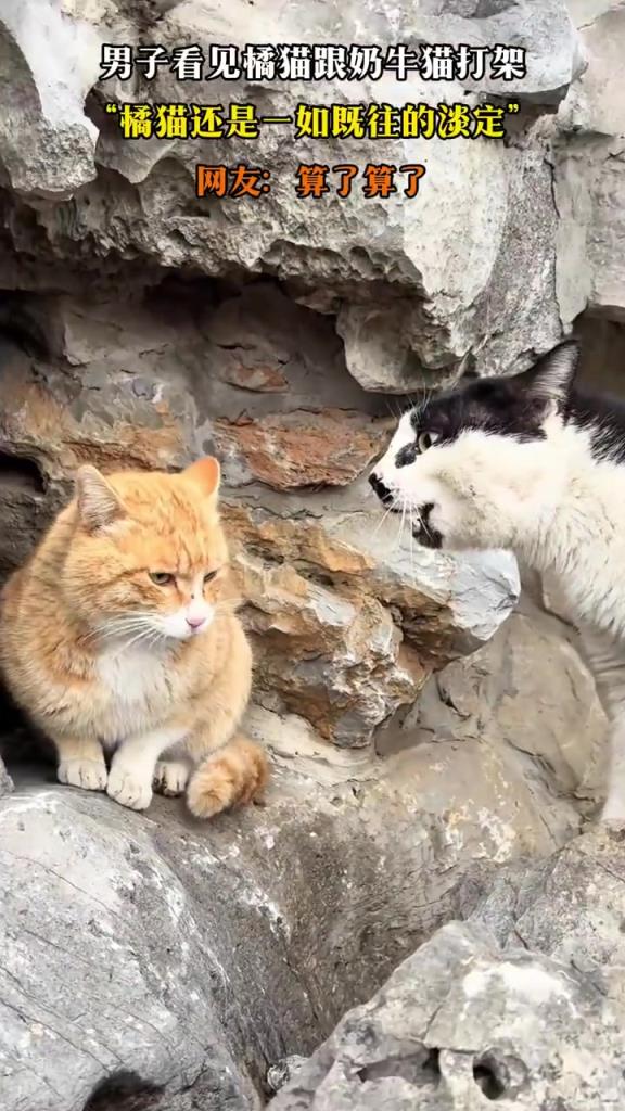 男子看见橘猫跟奶牛猫打架